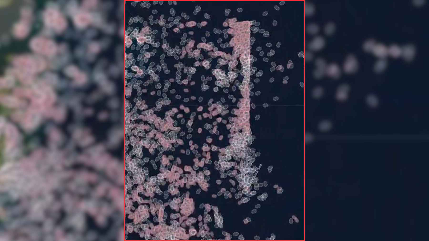 China deploys 1,400 ships and draws a 200-mile “barrier” at sea: it looks like fishing… but the scale is so massive it smells like something else 1 Ship-tracking image showing Chinese fishing boats forming a long pattern in the East China Sea.