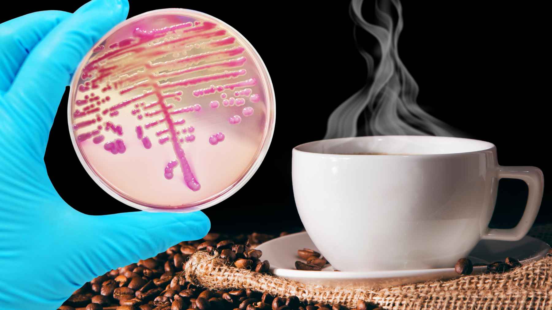 Cup of coffee linked to Lawsonibacter asaccharolyticus gut bacteria in a new microbiome study
