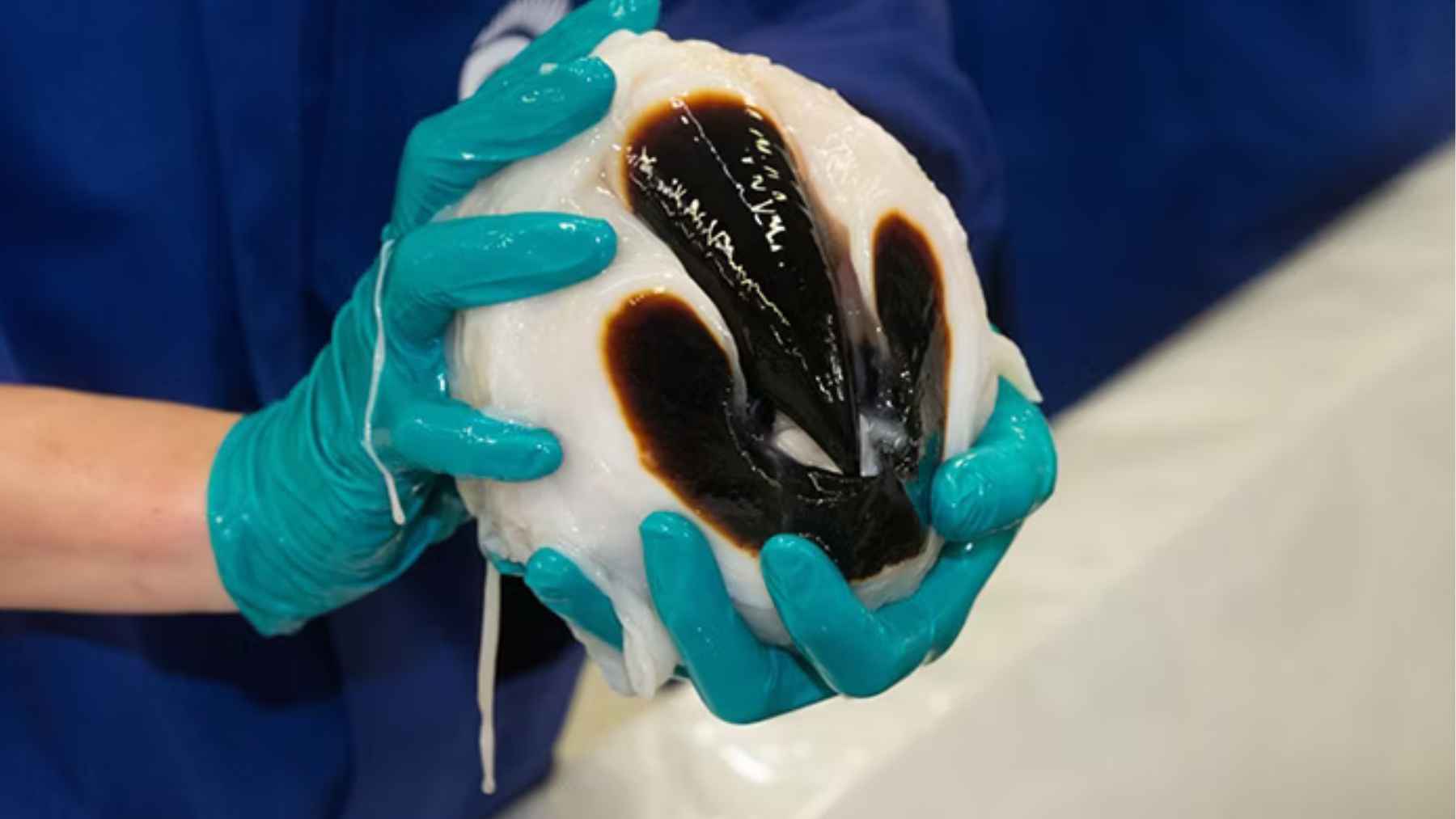 Close-up of a colossal squid beak used by scientists to study one of the ocean’s largest predators