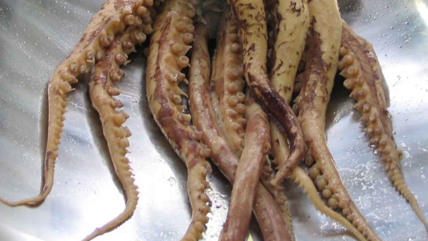 Juvenile colossal squid filmed alive in the deep Southern Ocean during a robotic underwater expedition