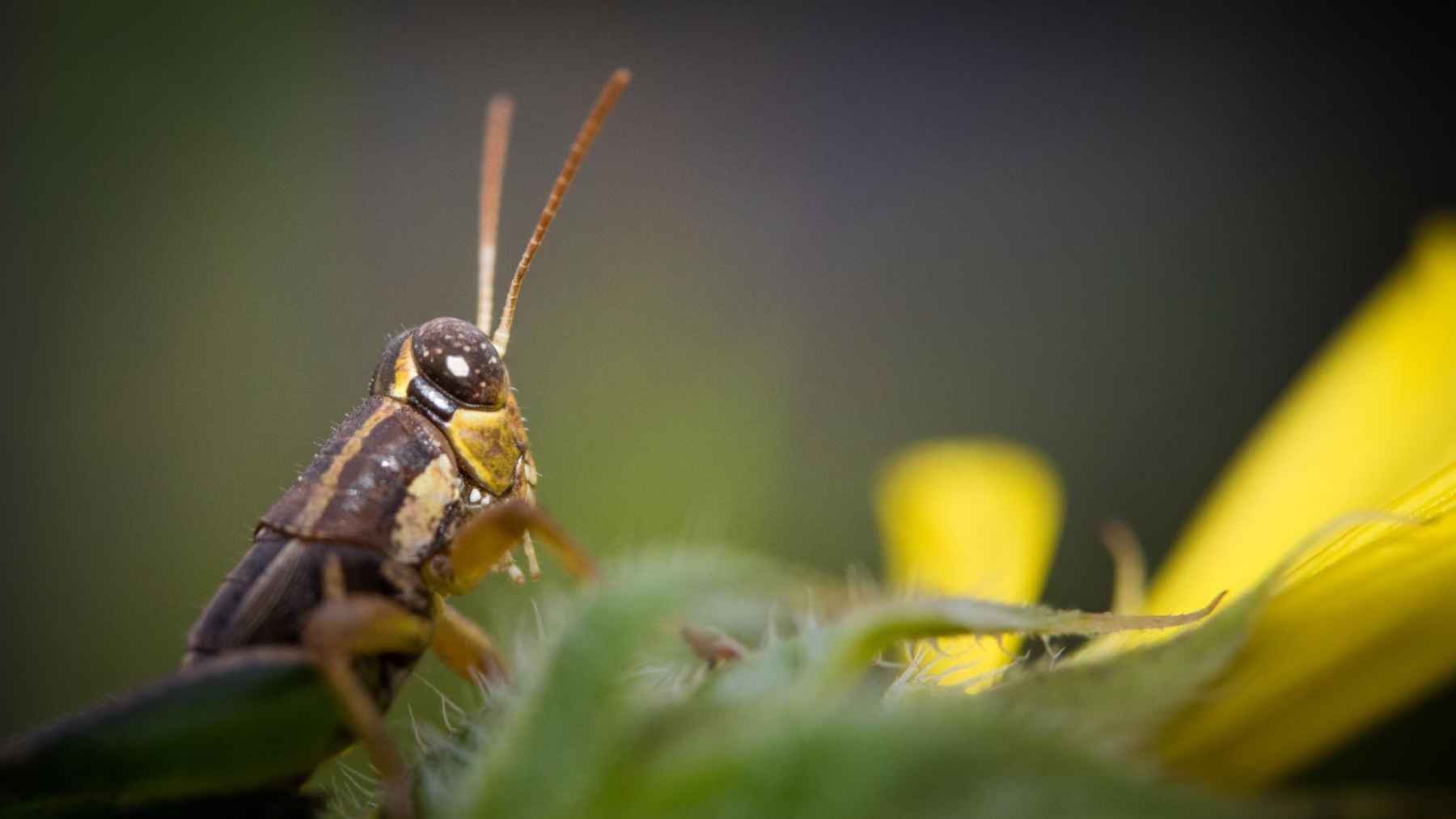 Close-up of a cricket in a garden setting, the insect known for chirping at night.