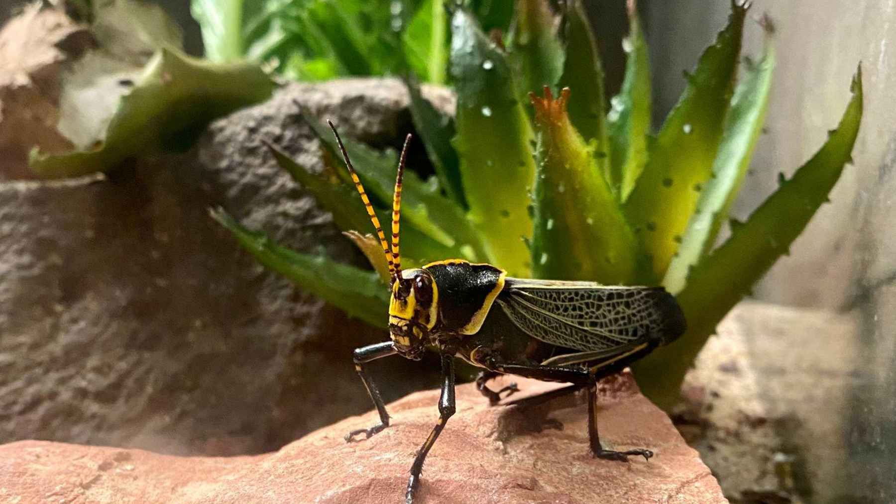 Cricket insect resting on a natural surface, representing the night sounds often heard in gardens and homes.