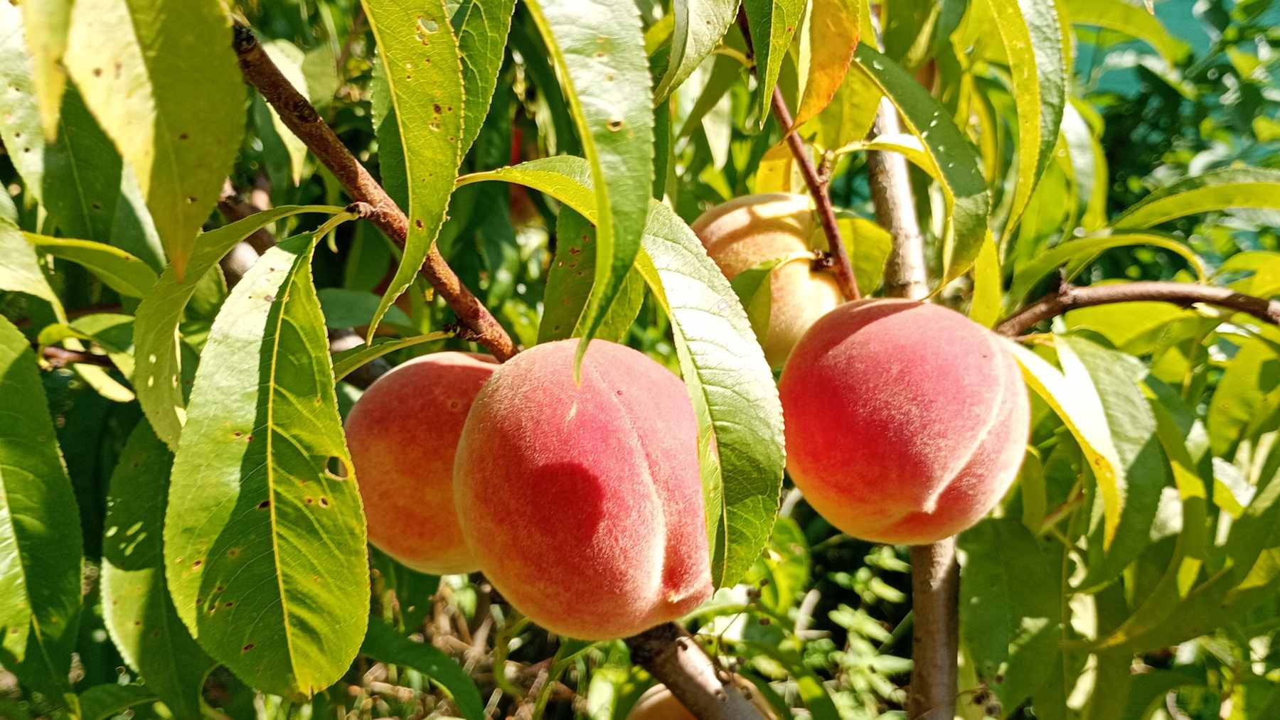 California farmers preparing to remove clingstone peach trees following the permanent closure of the Del Monte cannery in Modesto.