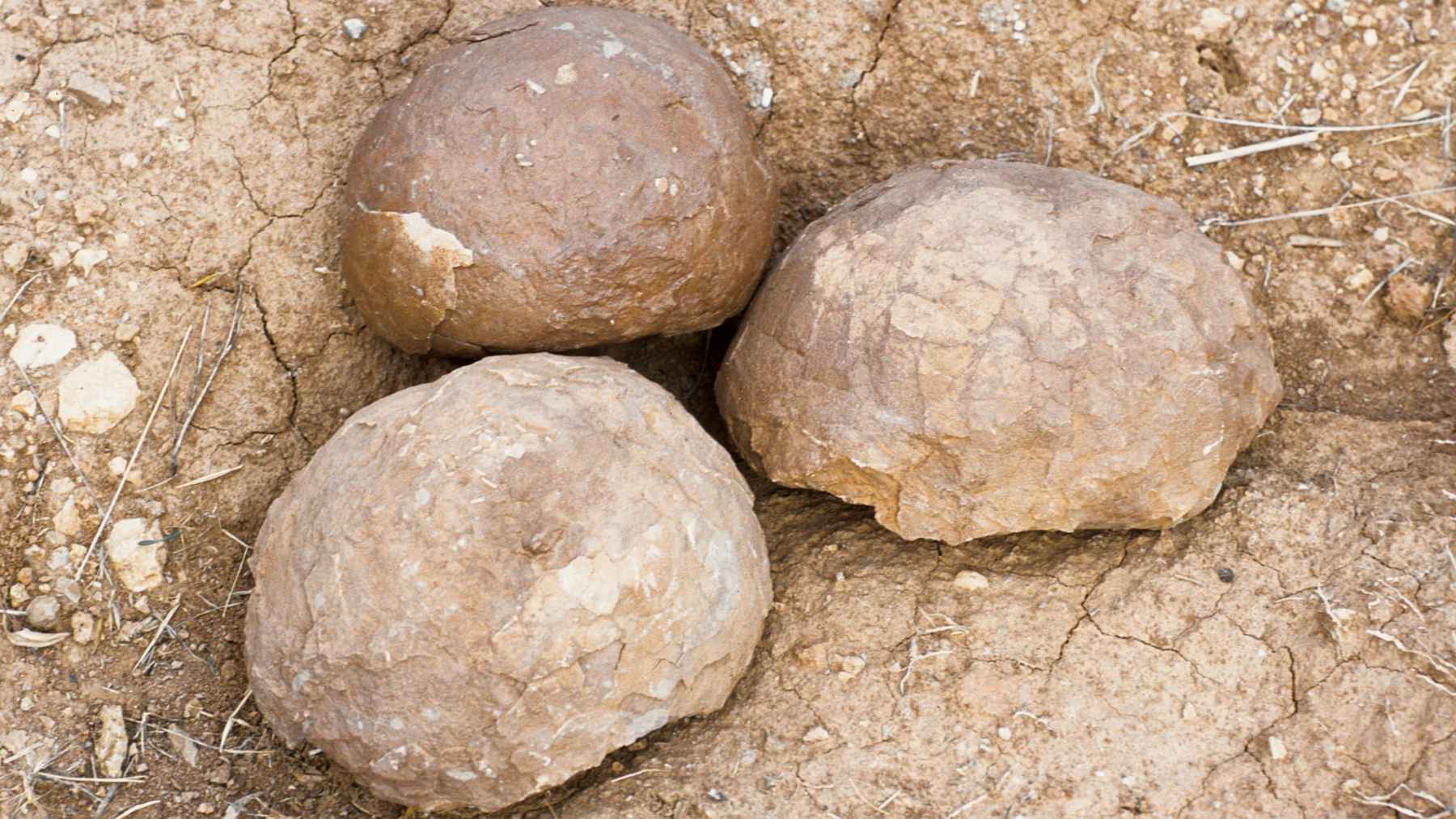 Fossilized dinosaur eggs preserved in the Sainte-Victoire reserve in southern France.