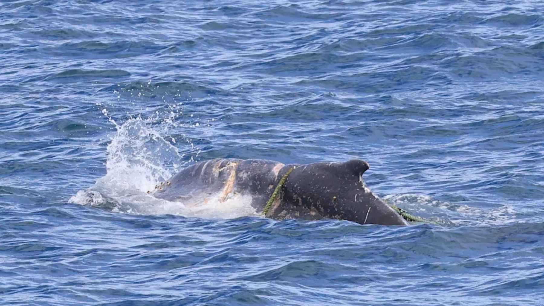 Juvenile humpback whale in the ocean with green rope wrapped near its dorsal fin off the Australian coast.