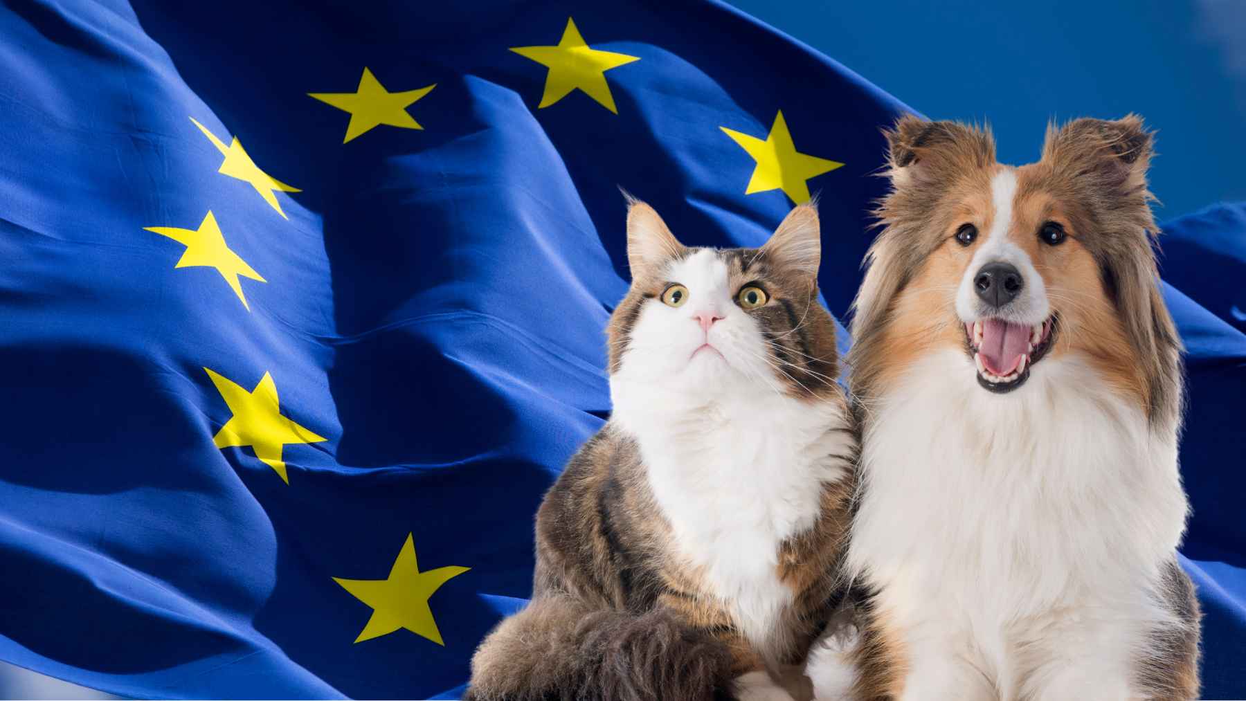 Dog and cat identification process linked to new European Union microchip and pet travel regulations