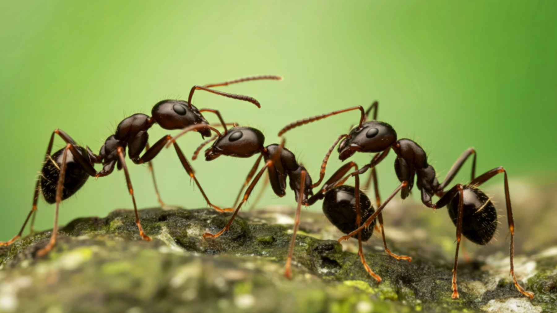“$250 for an ant”: the market driving one insect to luxury prices, and the reason has more to do with science than with extravagance 1 Giant African harvester queen ant linked to illegal wildlife trafficking and exotic insect trade
