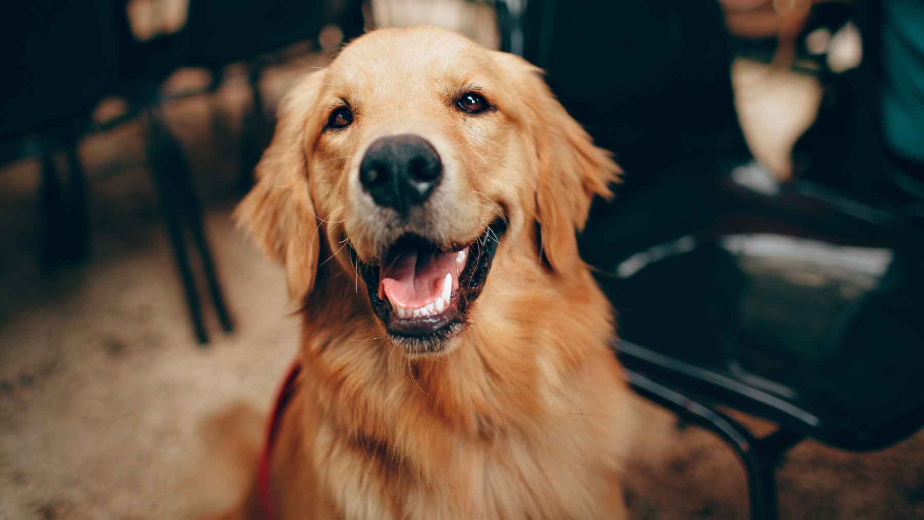 A genetic study of 1,343 golden retrievers has found genes tied to emotions that also appear in humans, suggesting dogs may share more of our inner world than expected 1 Golden retriever portrait used to illustrate a genetic study on canine emotions and human behavioral traits