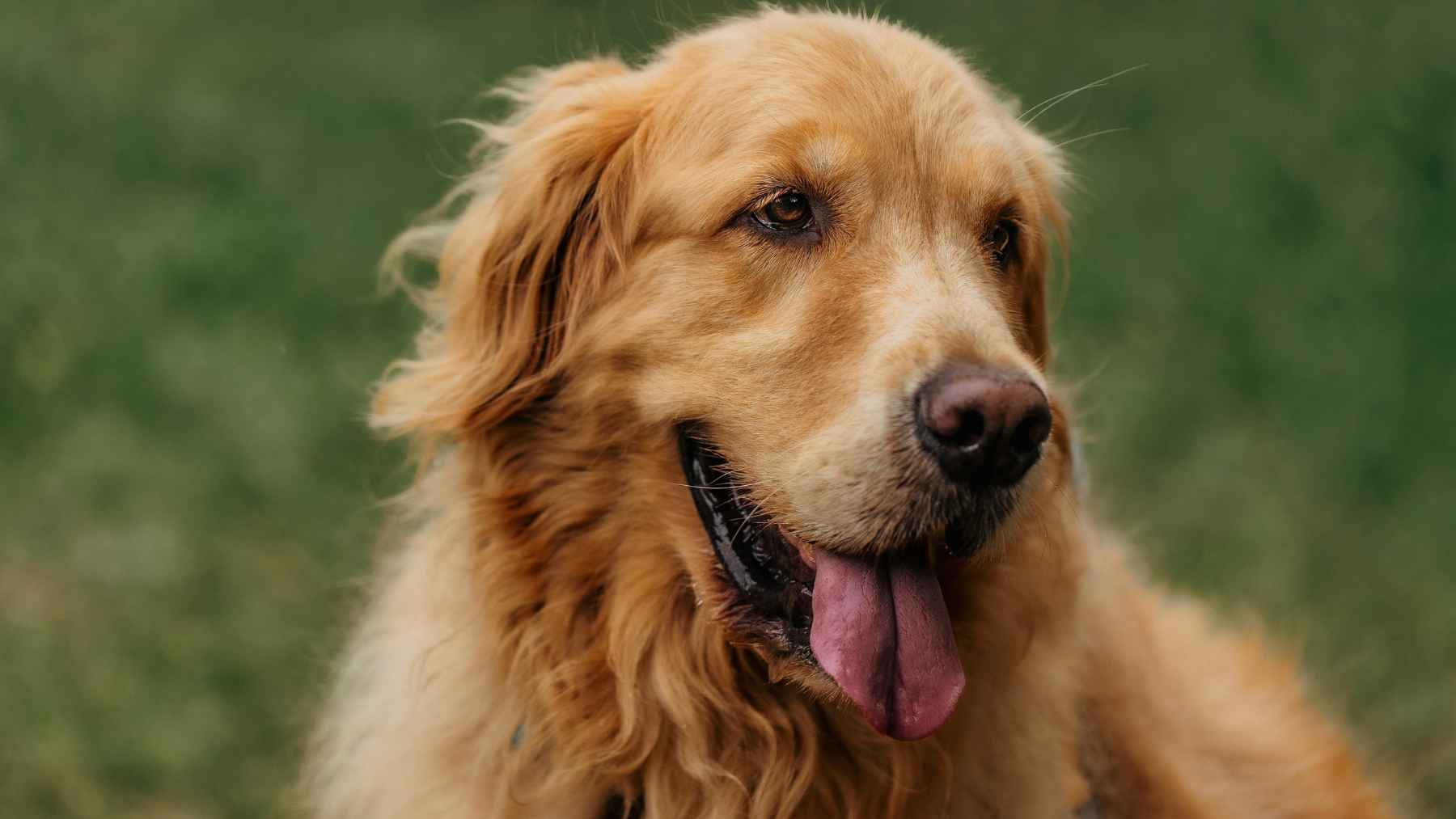 Golden retriever involved in a genetics study linking canine emotional traits to human-related genes
