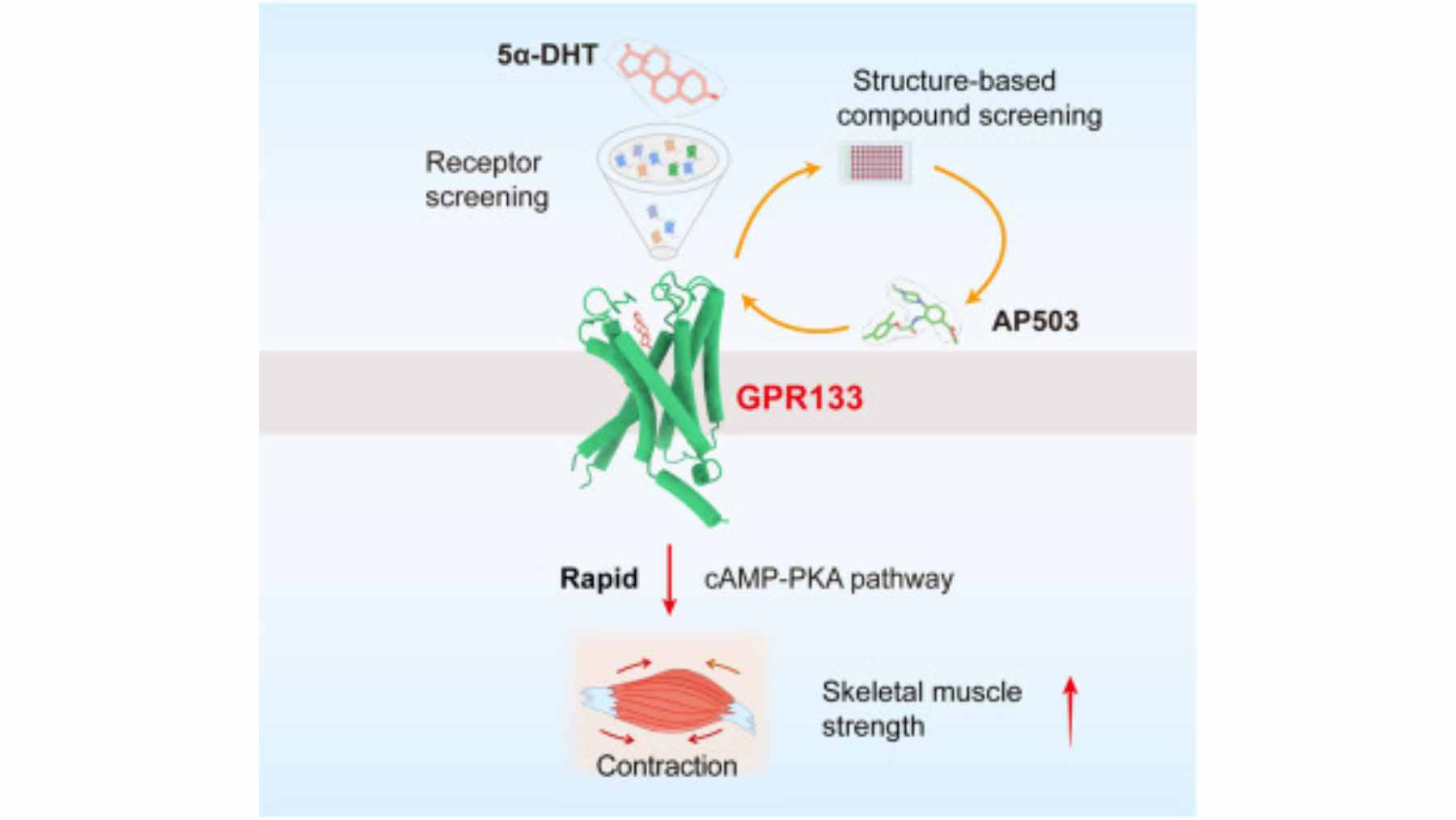 Scientists identify a little-known receptor that strengthens bones in mice, and the discovery could open a new path against osteoporosis 1 A 3D medical illustration of the GPR133 receptor interacting with bone cells to increase density.