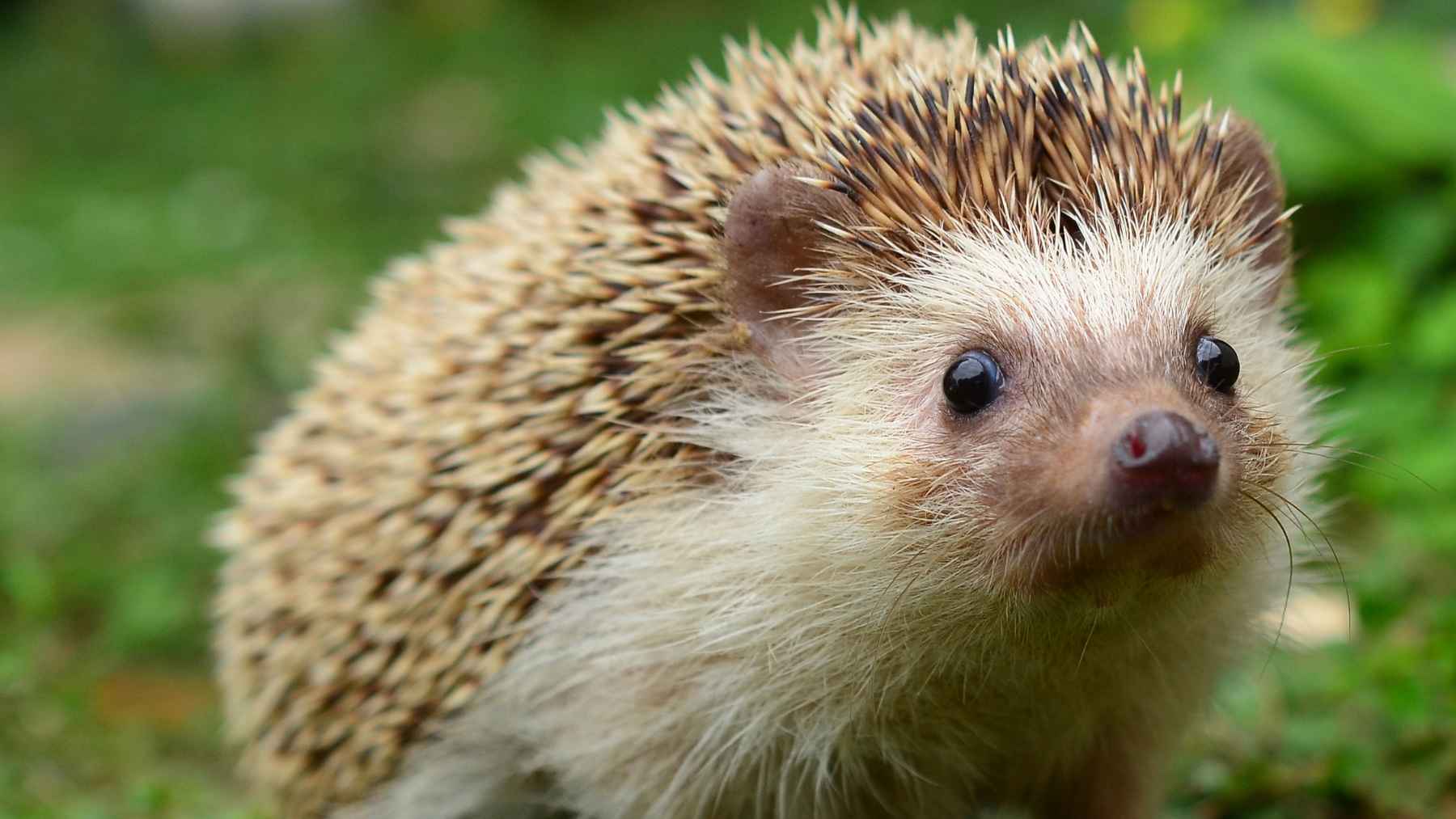 A group of hedgehogs is called something so fitting that even the name explains the animal: why English calls them a ‘prickle’ 1 Western European hedgehog showing its protective spines in a natural habitat setting