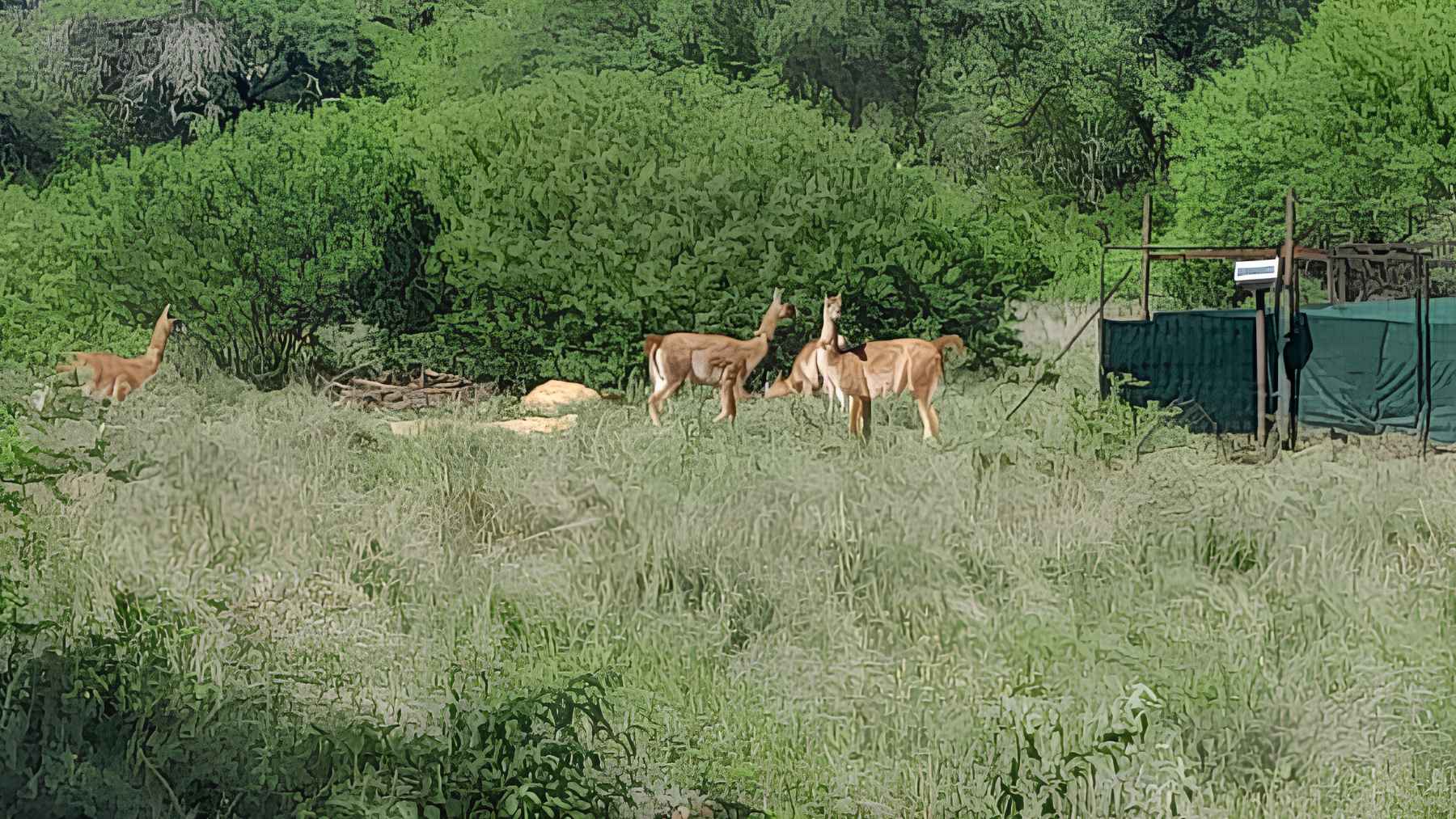 Guanacos released into El Impenetrable National Park during Argentina wildlife restoration project