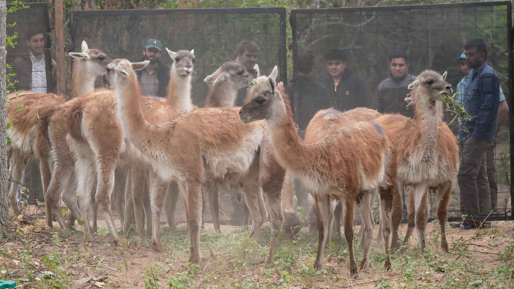 Guanacos reintroduced into El Impenetrable National Park as part of Argentina’s ecosystem restoration project