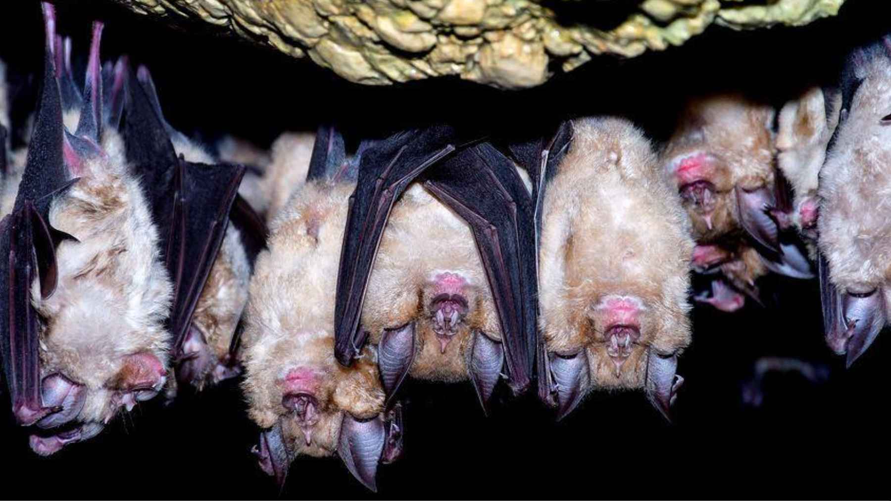 ECOnews 1 Group of horseshoe bats roosting in a cave, linked to research on bat lineages with higher viral epidemic potential.