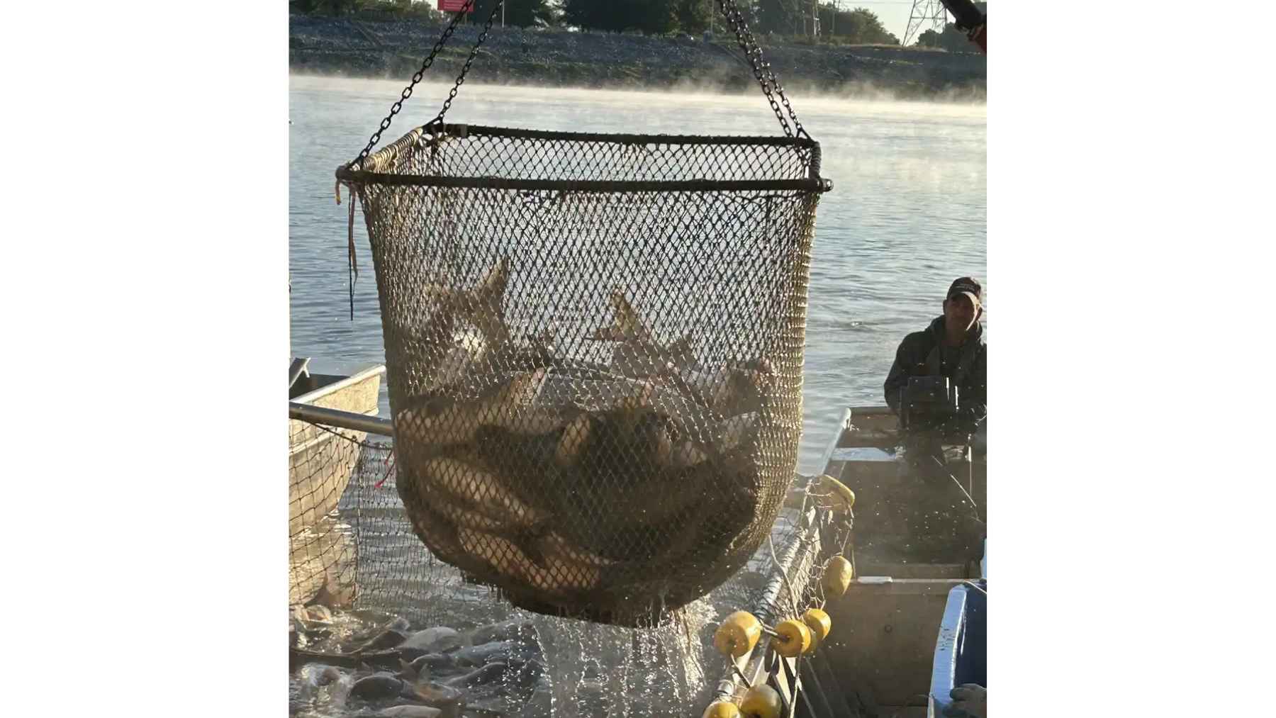 More than 100,000 pounds of invasive carp have been pulled from the Kansas River, and the scale of the catch reveals how fast a river can be taken over 1 Large net filled with invasive carp being lifted from the Kansas River during wildlife removal operations