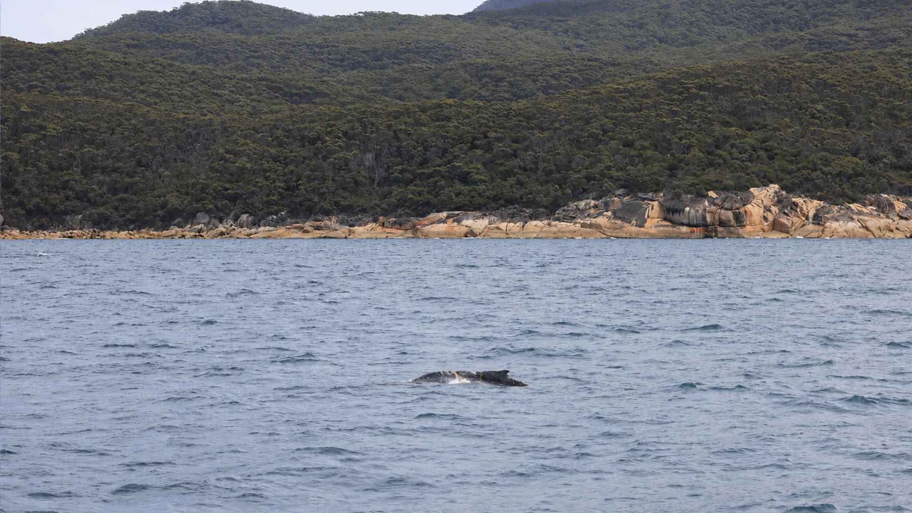 Juvenile humpback whale swimming near Wilsons Promontory after being spotted with rope wrapped near its dorsal fin.