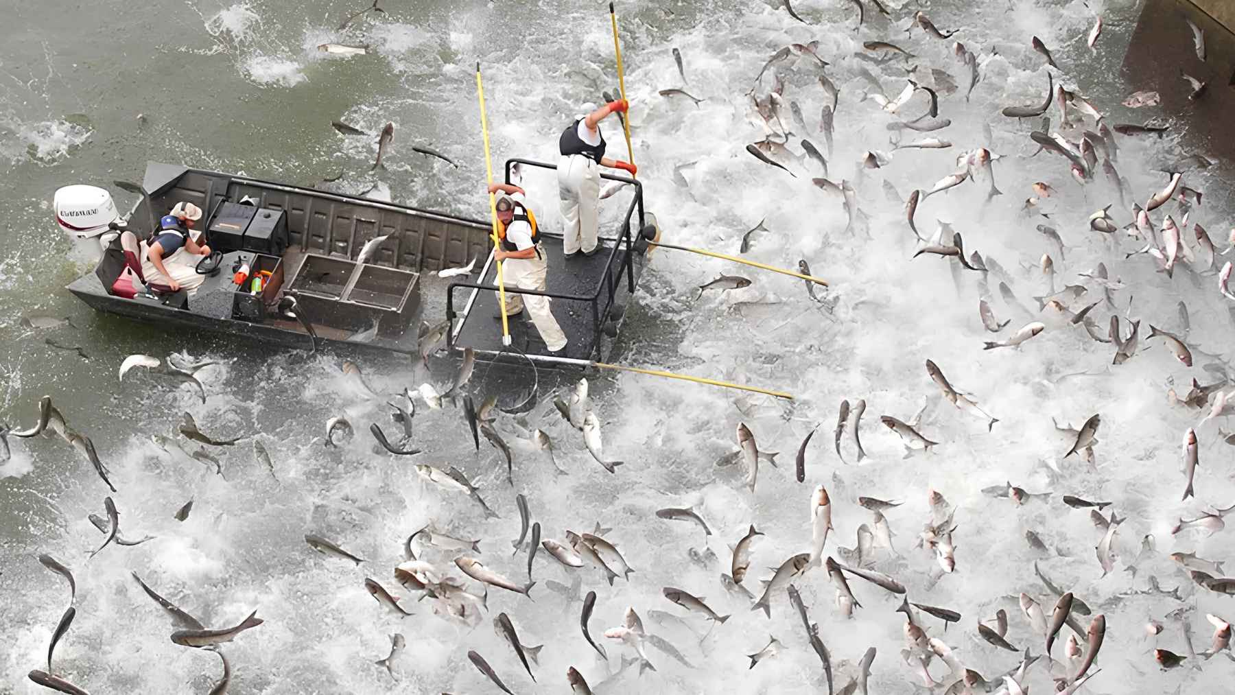 Wildlife crews removing invasive carp from the Kansas River during large-scale river conservation operations