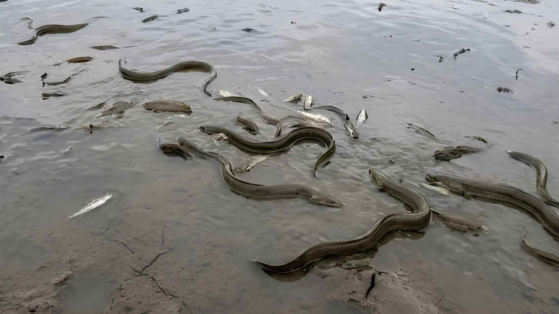 Drained reservoir in La Rioja revealing shrinking water pools and habitat risks for protected freshwater species