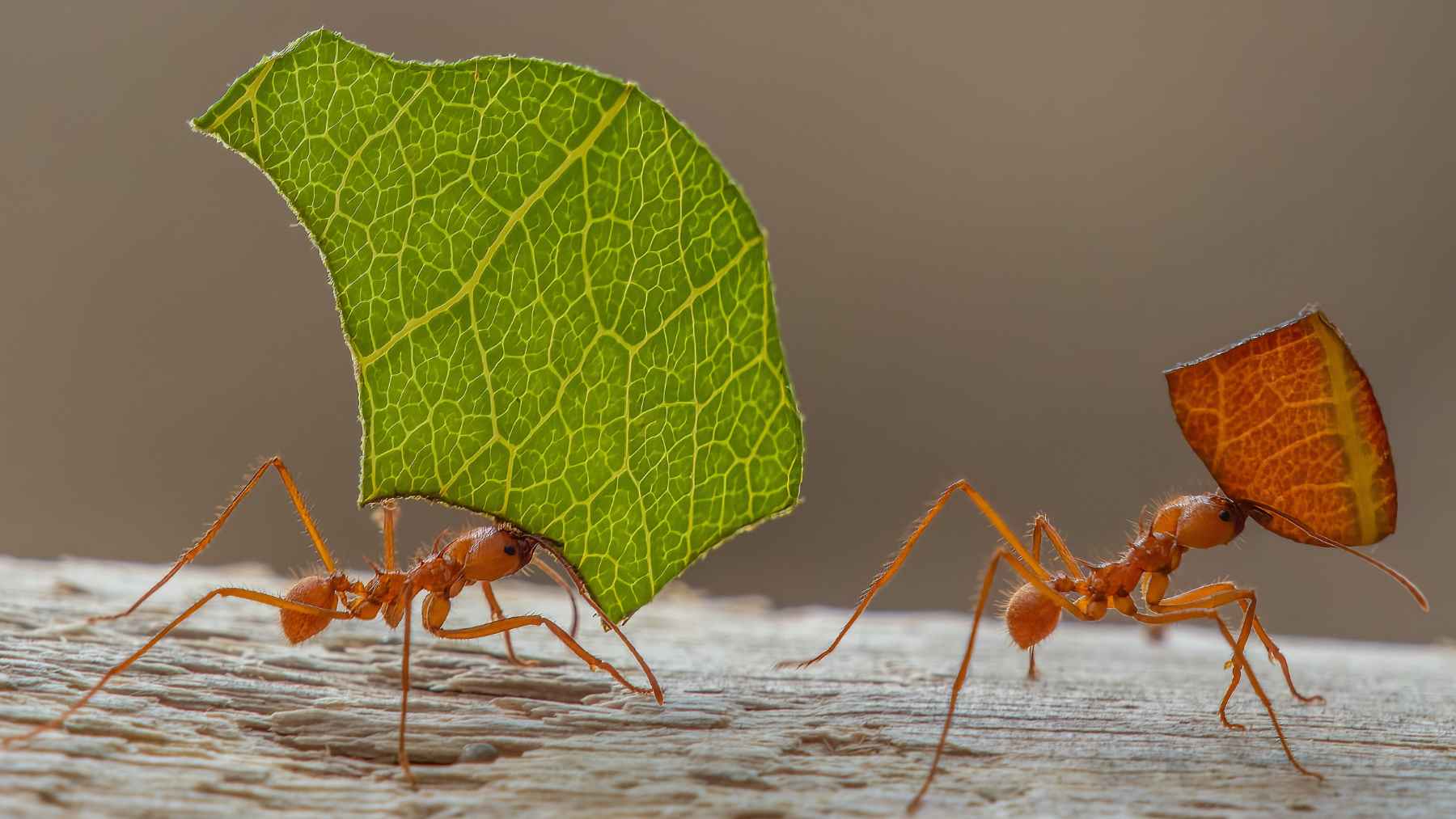 Leafcutter ants carrying pieces of leaves, highlighting the ecological role of ant colonies in natural ecosystems