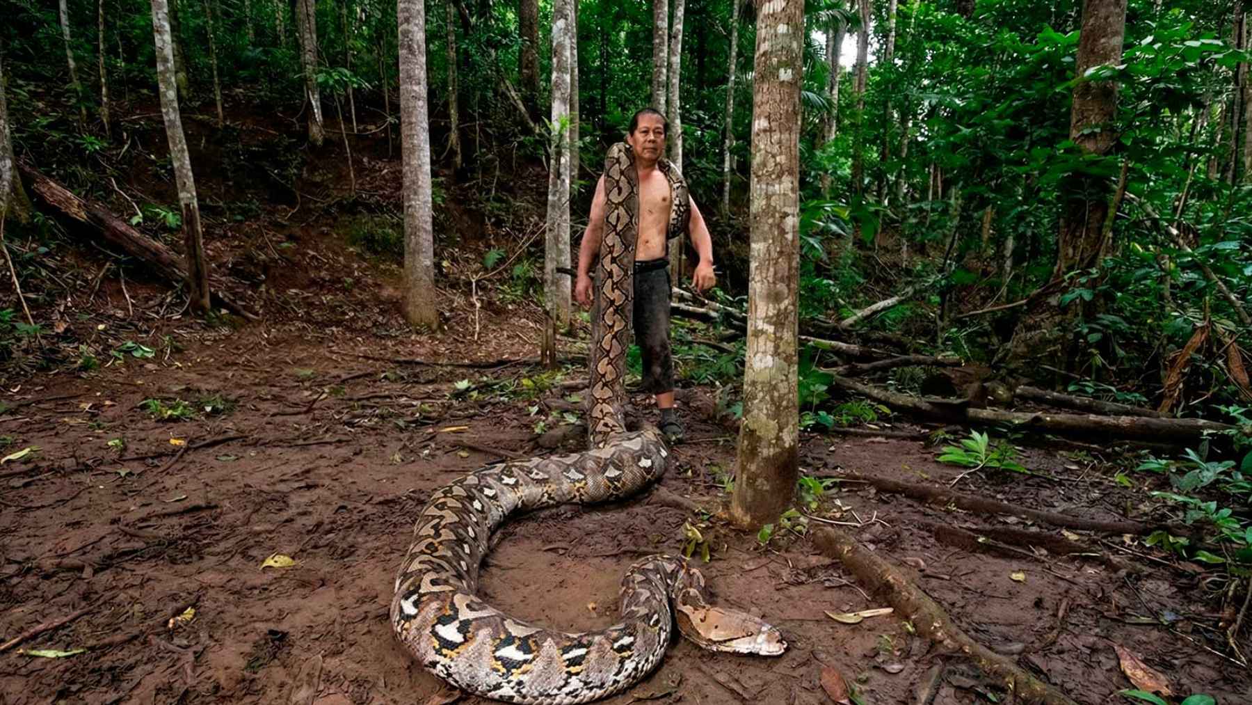 A 7.22-meter python rescued in Indonesia has been recognized as the longest wild snake ever measured, but its record is also a warning about habitat loss 1 Reticulated python in Indonesia recognized as the longest wild snake ever officially measured