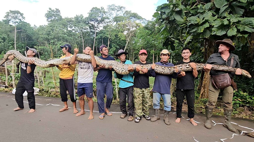 A 7.22-meter python rescued in Indonesia has been recognized as the ...