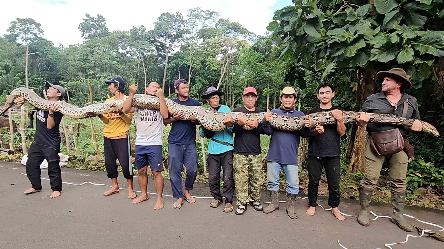 Record-breaking wild reticulated python rescued in Indonesia amid growing habitat loss concerns