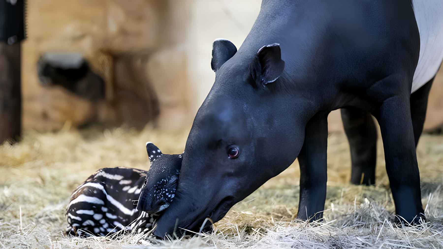 Newborn Malayan tapir calf at BIOPARC Fuengirola linked to endangered species conservation efforts