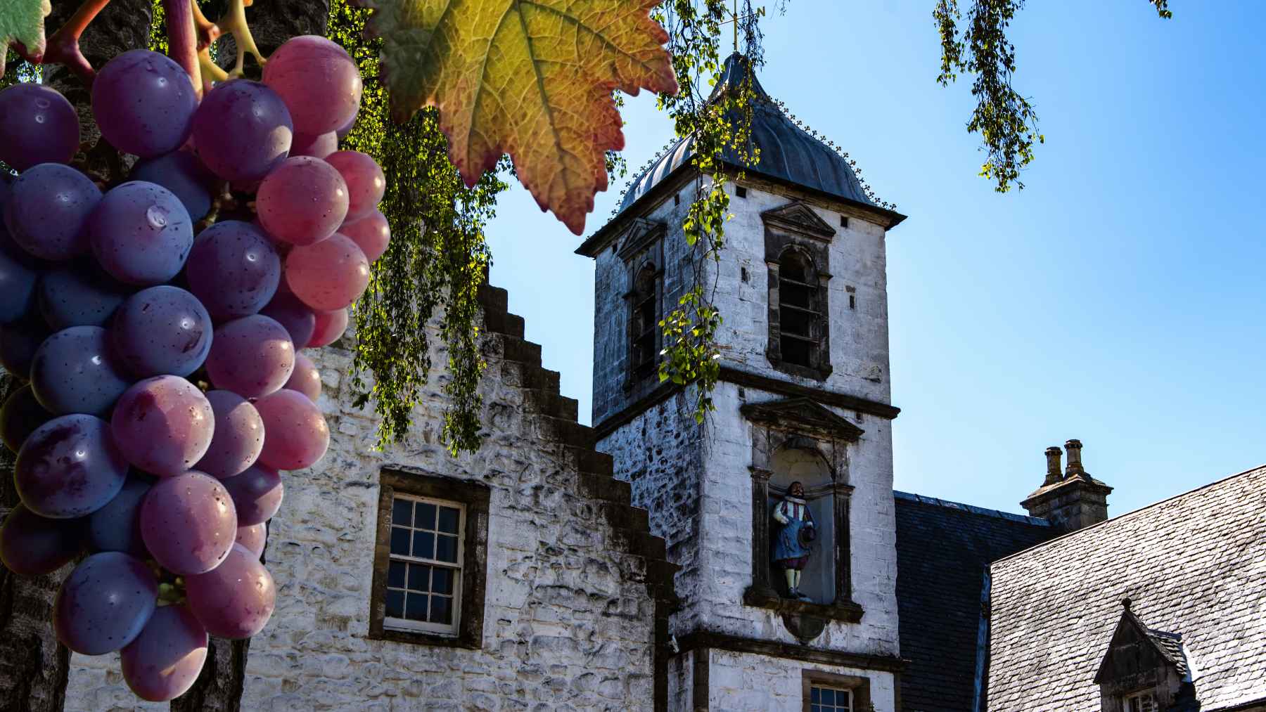 Ancient Pinot Noir grape seed recovered from a medieval hospital latrine in northern France