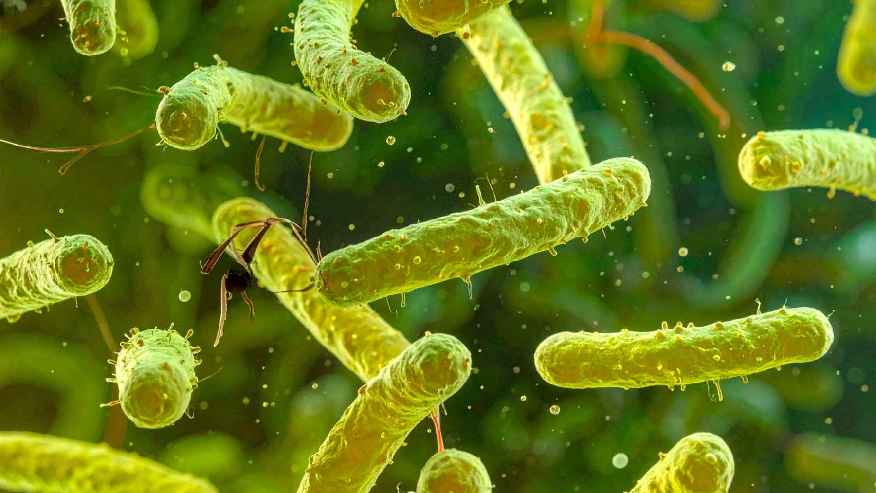 Green rod-shaped bacteria floating near a mosquito, illustrating concerns about microbes and ecosystem risk.