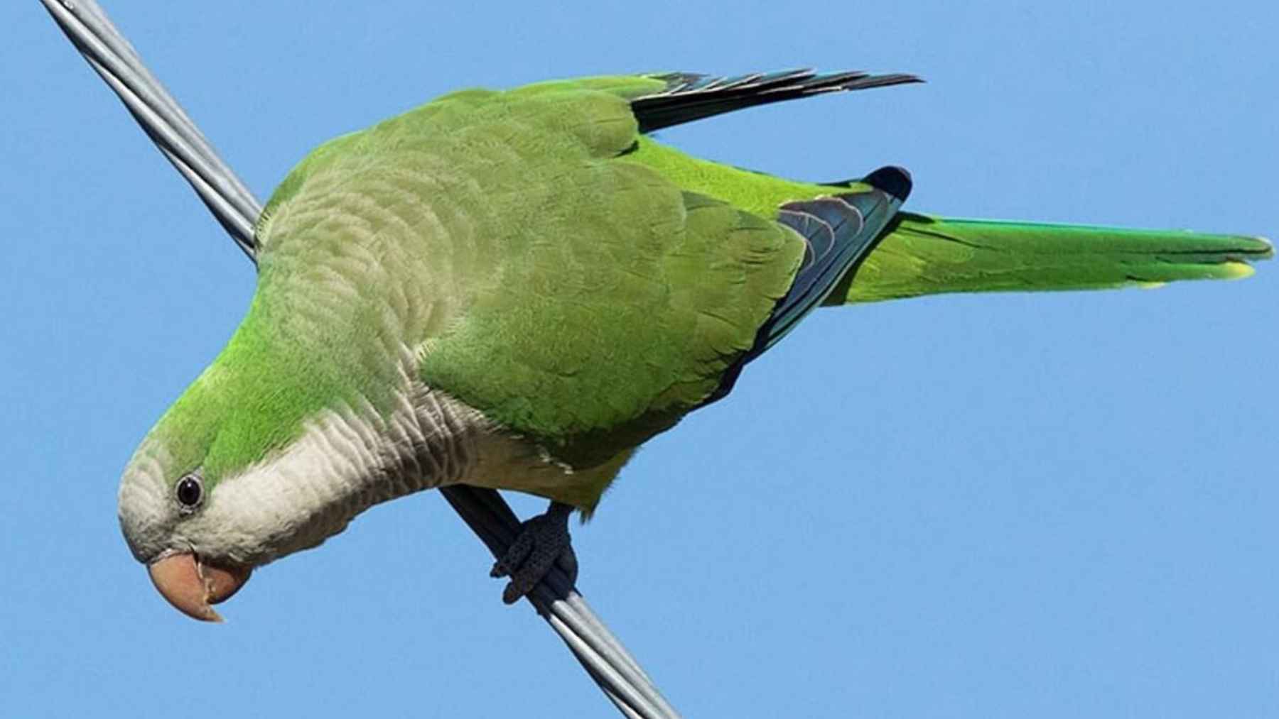 Green monk parakeet perched on electrical wires in an urban neighborhood