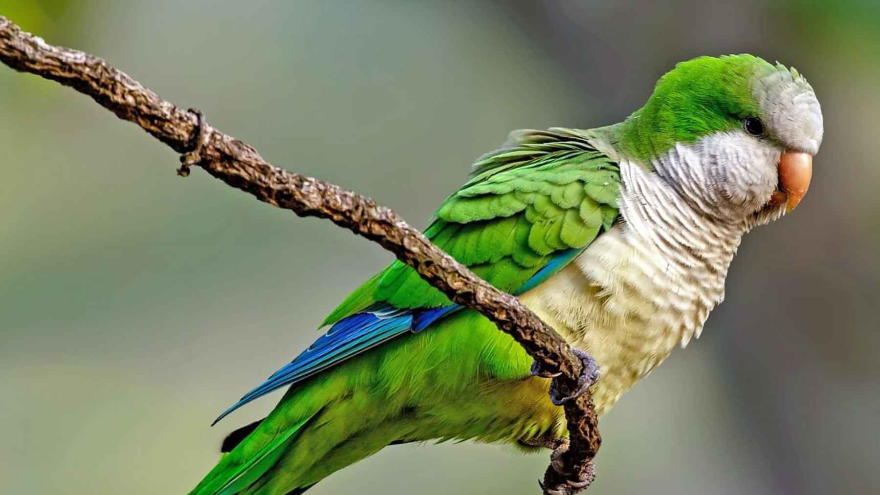 Monk parakeets perched in an urban neighborhood with large communal nests in nearby trees