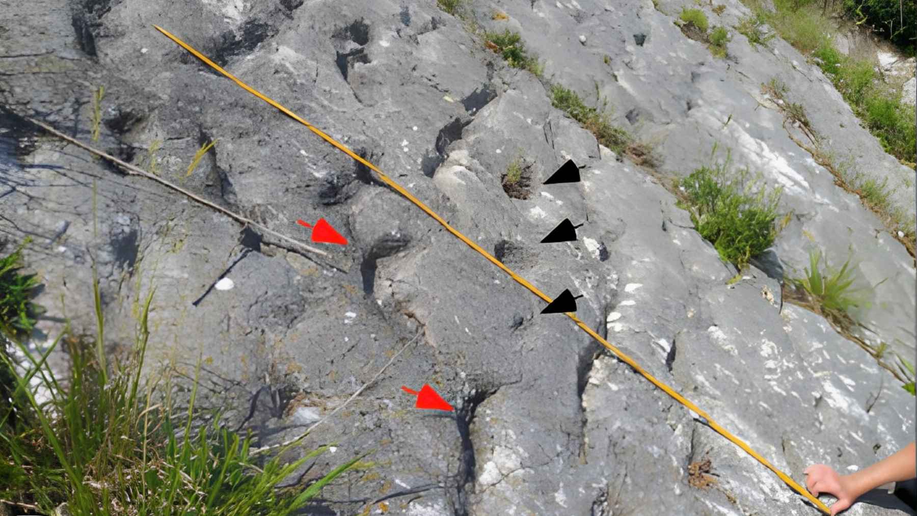 Fossil track marks on limestone at Monte Conero in Italy, where researchers studied possible sea turtle traces from the Cretaceous.