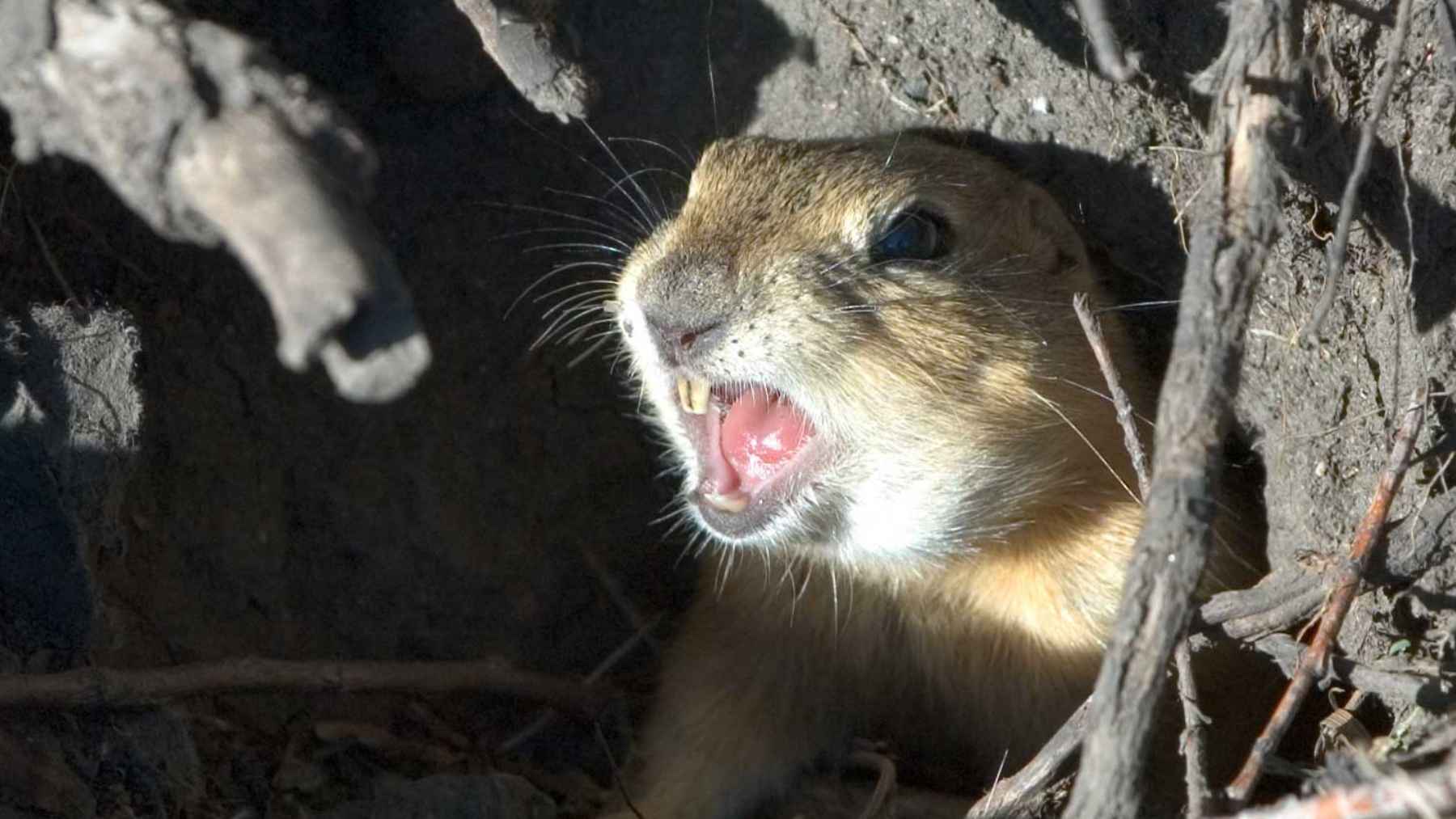 Pocket gopher emerging from a burrow near Mount St. Helens during ecological recovery studies