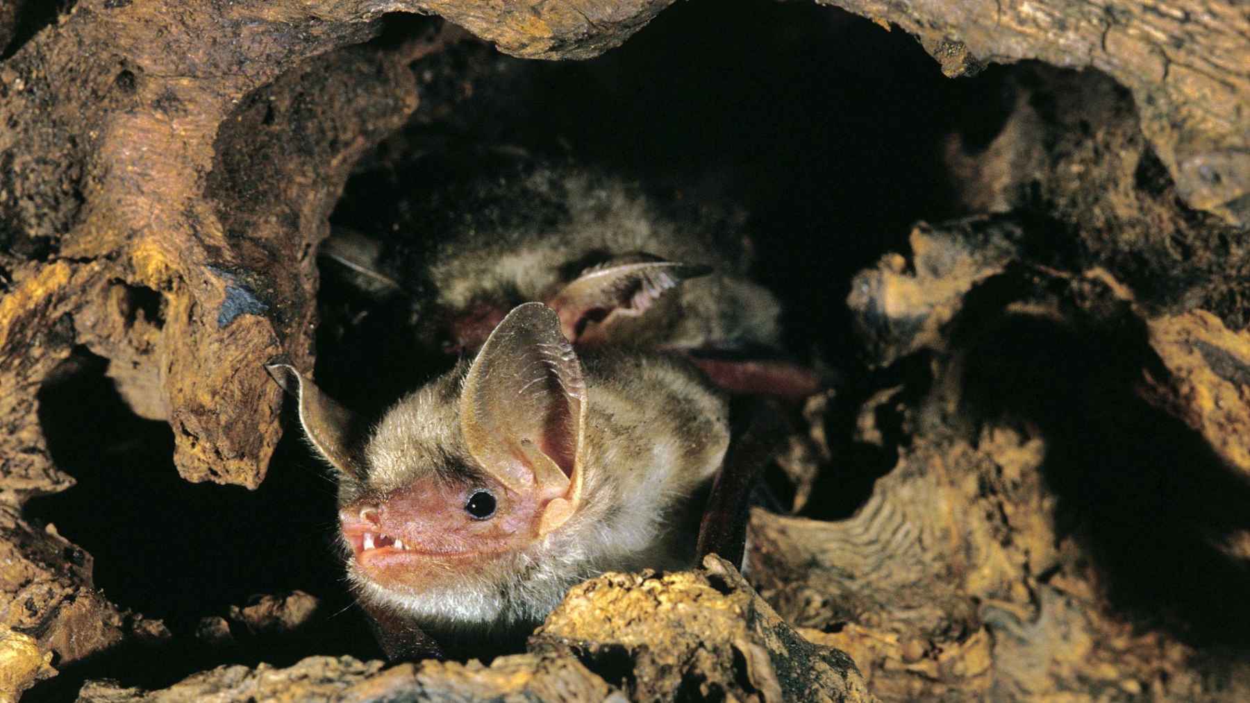 Small bat from the Myotis genus inside a tree hollow, showing its natural roosting habitat and facial features.