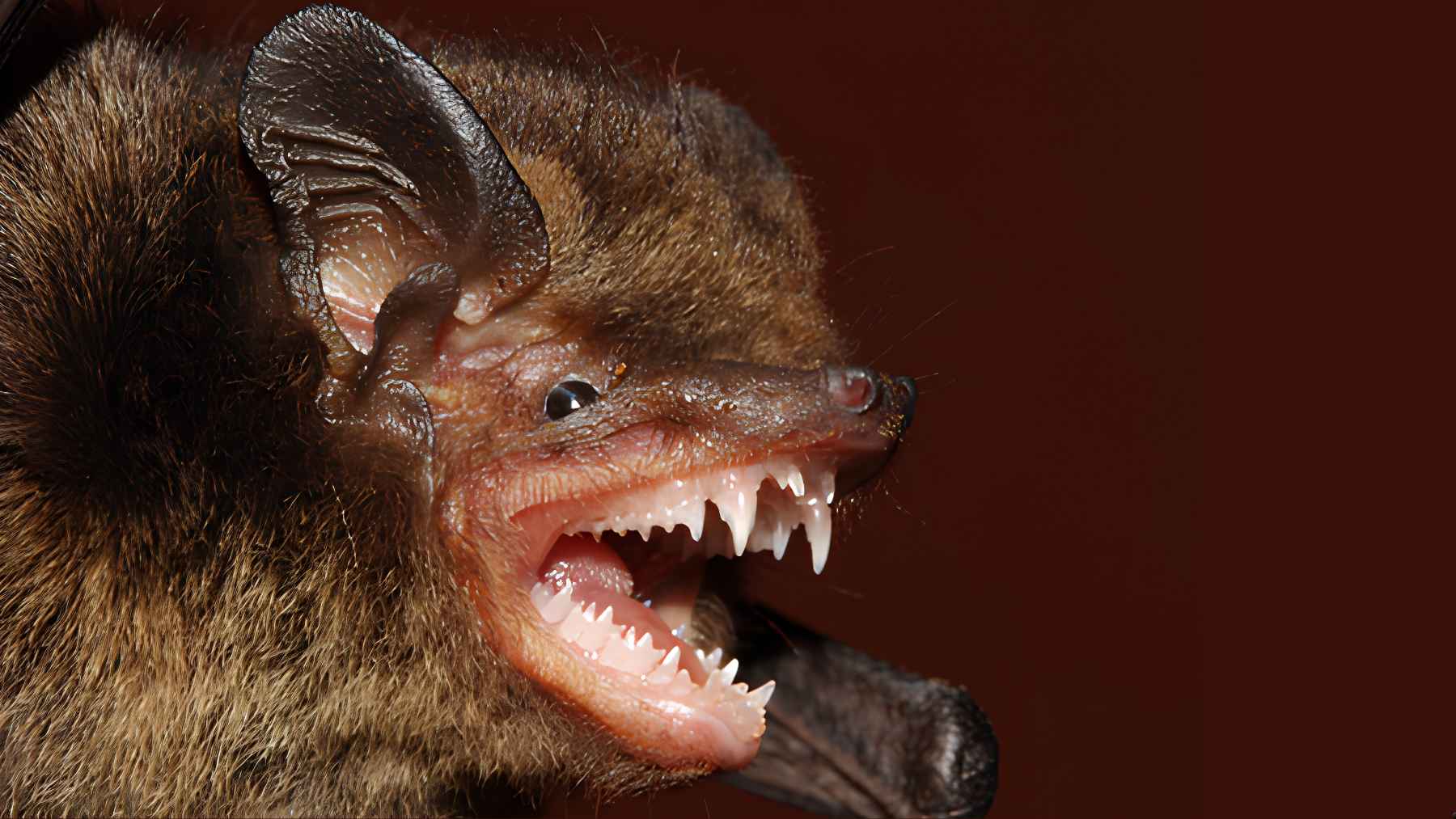 Close-up of a small bat from the Myotis genus showing its sharp teeth and facial features in detail.