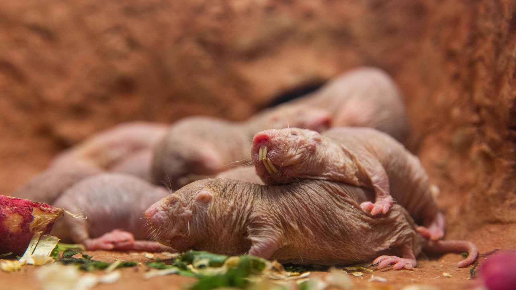 Naked mole-rat queens are famous for bloody power struggles, but new research shows they can also transfer power peacefully when a colony changes from within 1 Naked mole-rat pups in a colony setting, showing reproduction and social behavior in the species.
