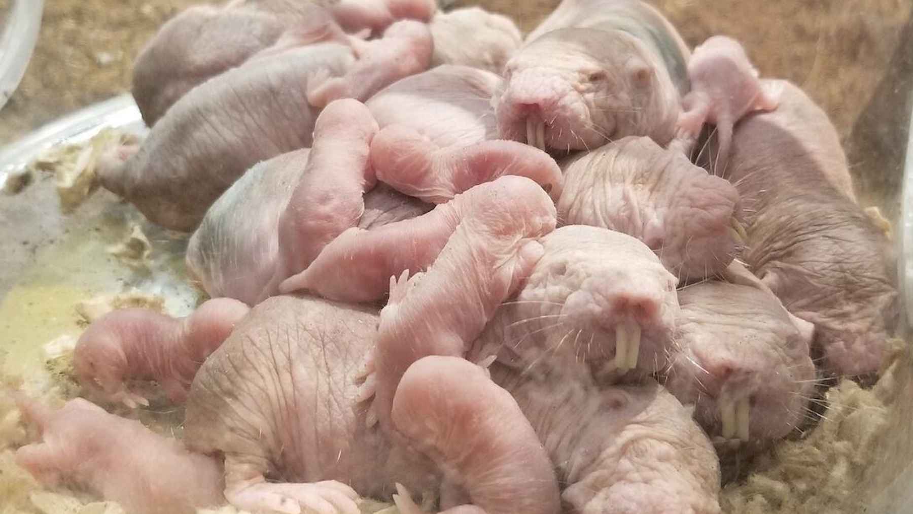Naked mole-rat queen with pups in a colony setting, illustrating reproduction and social structure.