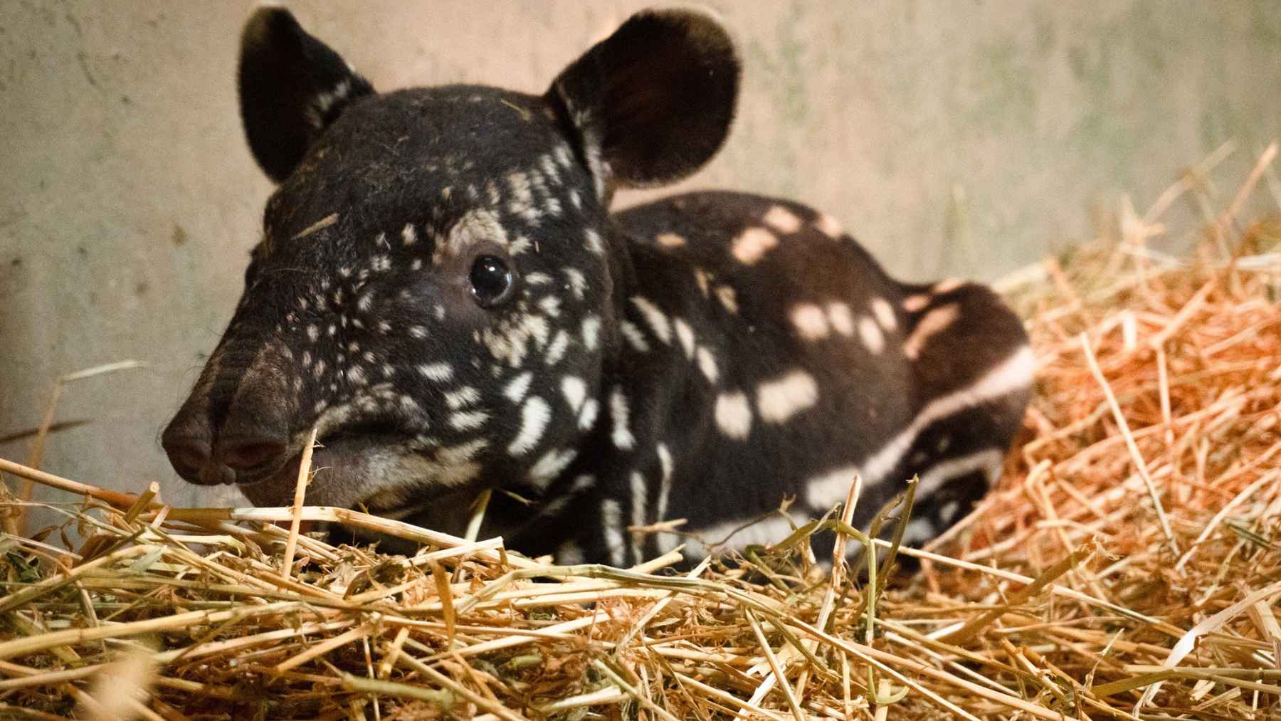 Newborn Malayan tapir calf resting on straw at BIOPARC Fuengirola in Spain