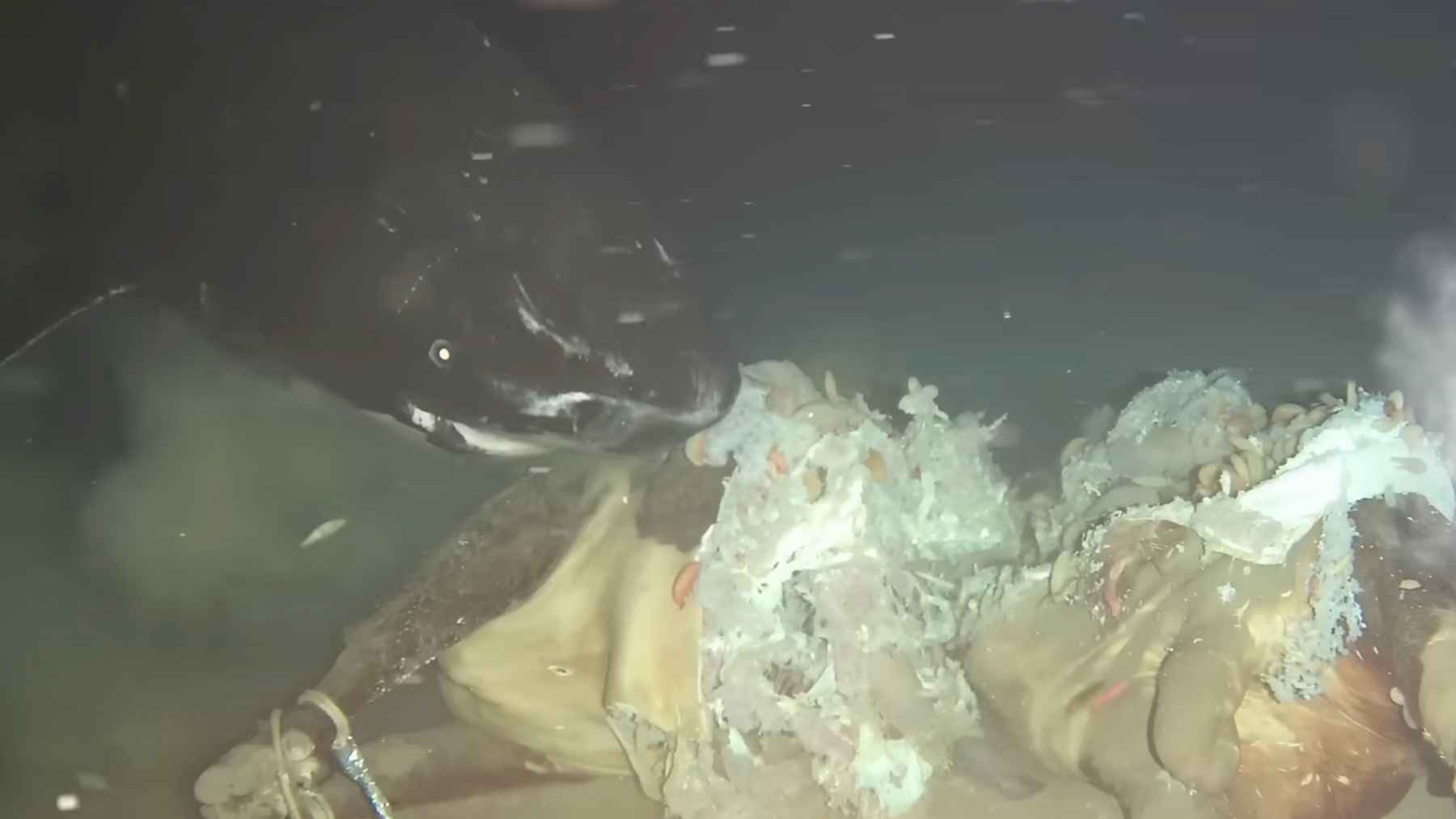 Pacific sleeper shark feeding on a cow carcass during a deep-sea experiment in the South China Sea
