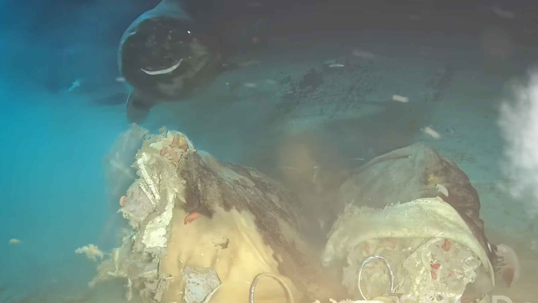 Pacific sleeper sharks feeding near a cow carcass during a deep-sea food fall experiment in the South China Sea