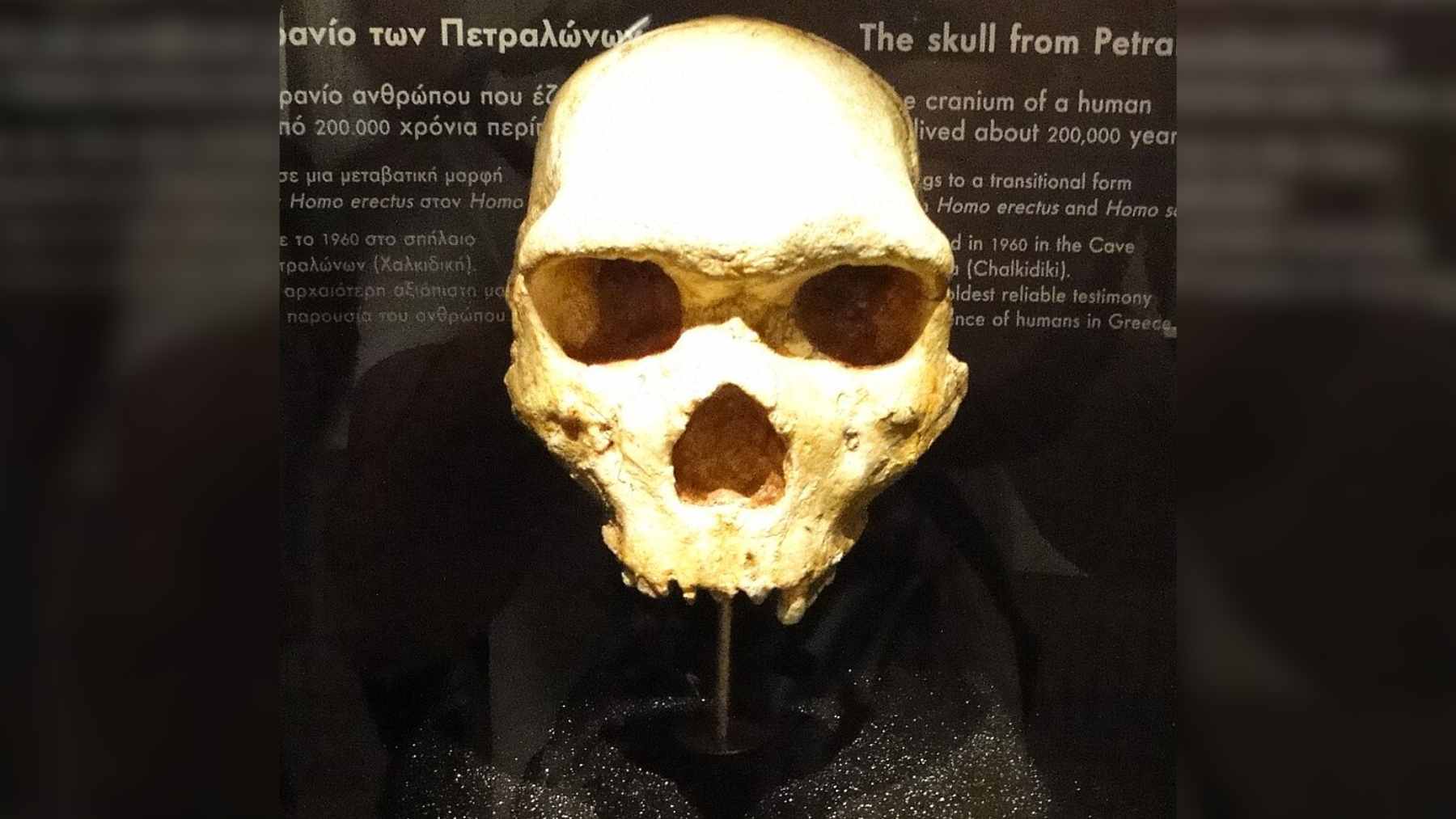 The Petralona cranium, an ancient hominin skull discovered in northern Greece, featuring a distinct, primitive morphology.