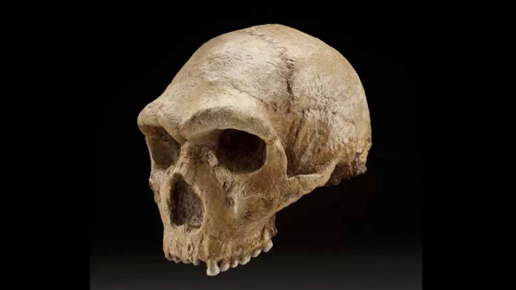 The Petralona cranium, an ancient hominin skull discovered in northern Greece, featuring a distinct, primitive morphology.