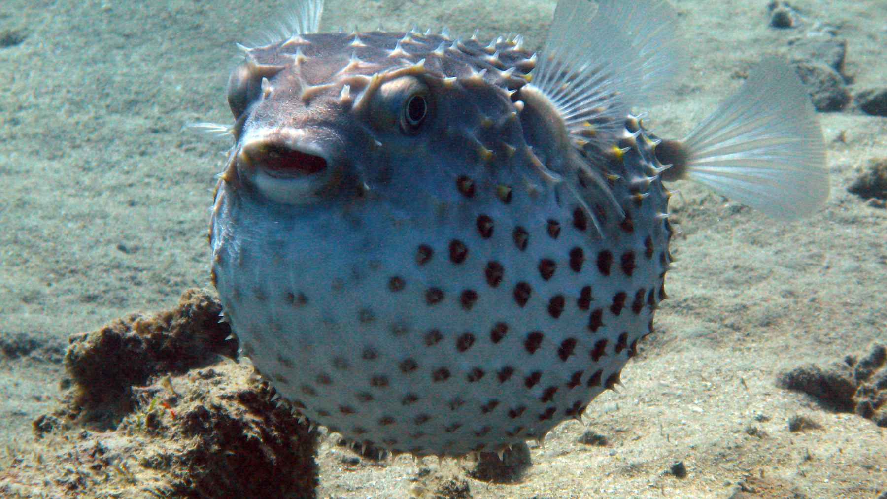 Pufferfish caught off the coast of Galicia highlighting the arrival of warm-water species in northern Spain