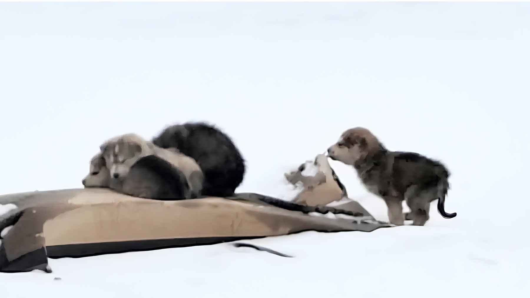 Four small puppies huddled on cardboard in the snow after being found in a garbage dump in Saskatchewan.