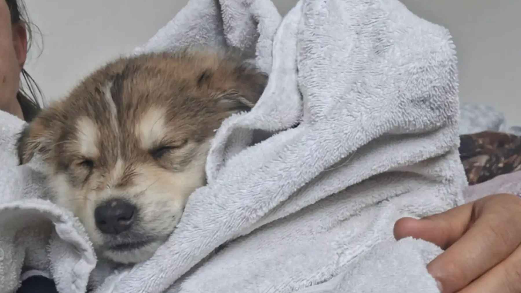 Four puppy siblings were found huddled in a snow-covered garbage dump in La Loche, Saskatchewan, using scraps of cardboard for warmth, and the rescue turned when a Good Samaritan finally spotted them and called the local SPCA 1 A rescued husky-mix puppy wrapped in a towel after being brought to safety from the cold.