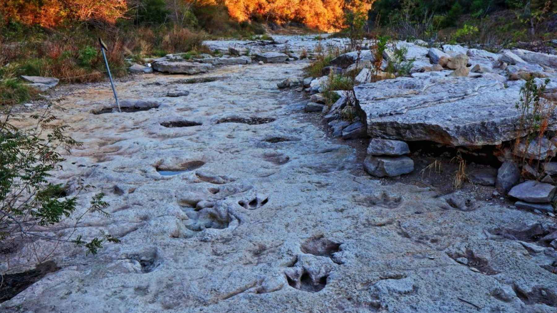 A storm in the United States tore open the ground and exposed 15 treasures hidden for more than 100 million years 1 Dinosaur tracks exposed in a Texas creek bed after floodwaters washed away layers of sediment.