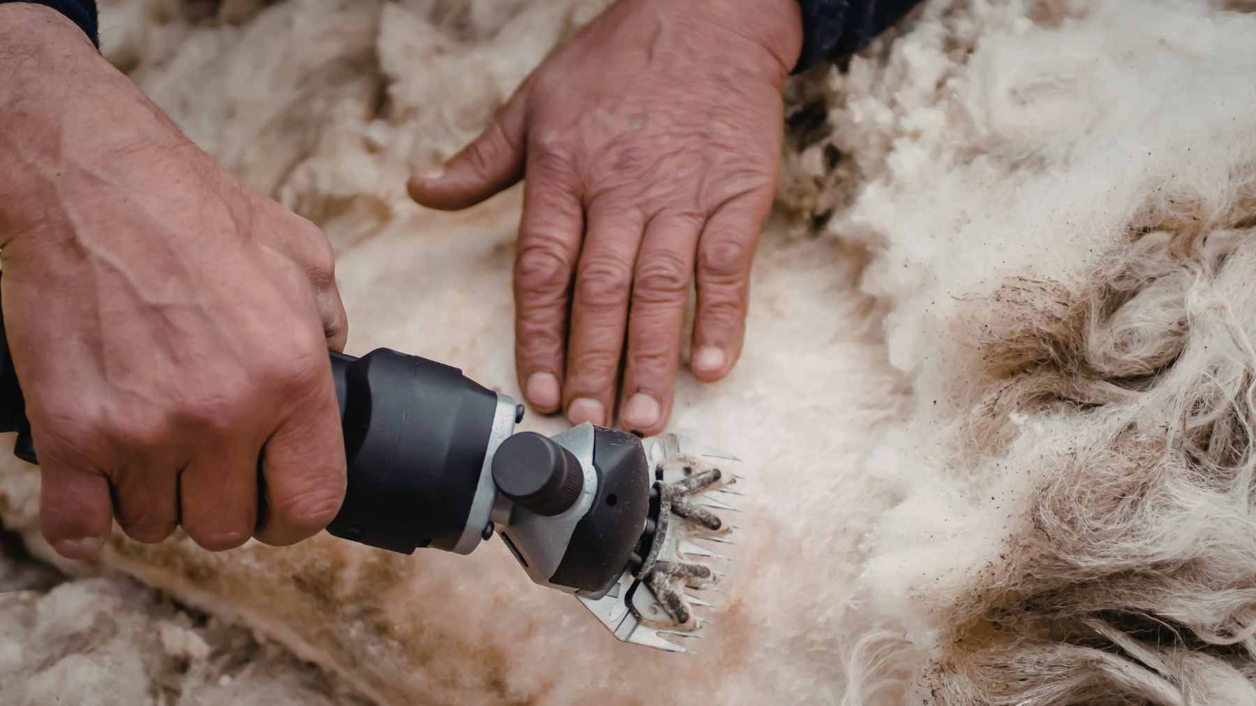 Raw sheep wool spread as protective mulch around the base of a young olive tree to retain soil moisture.