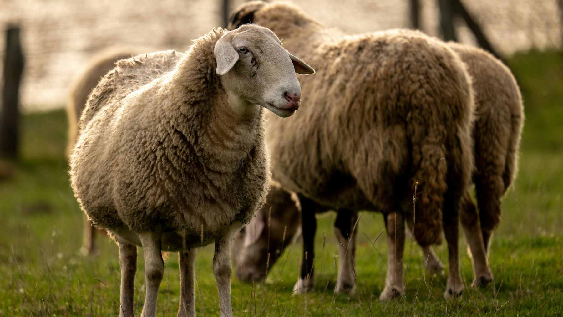 Raw sheep wool spread as protective mulch around the base of a young olive tree to retain soil moisture.
