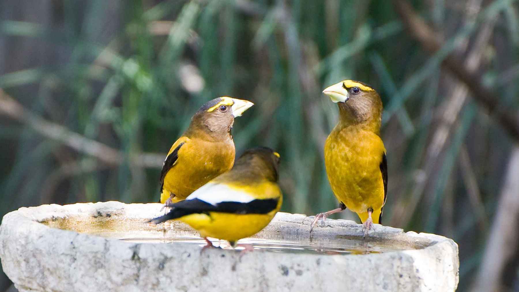 Yellow songbirds gathered around a backyard birdbath in a healthy garden environment