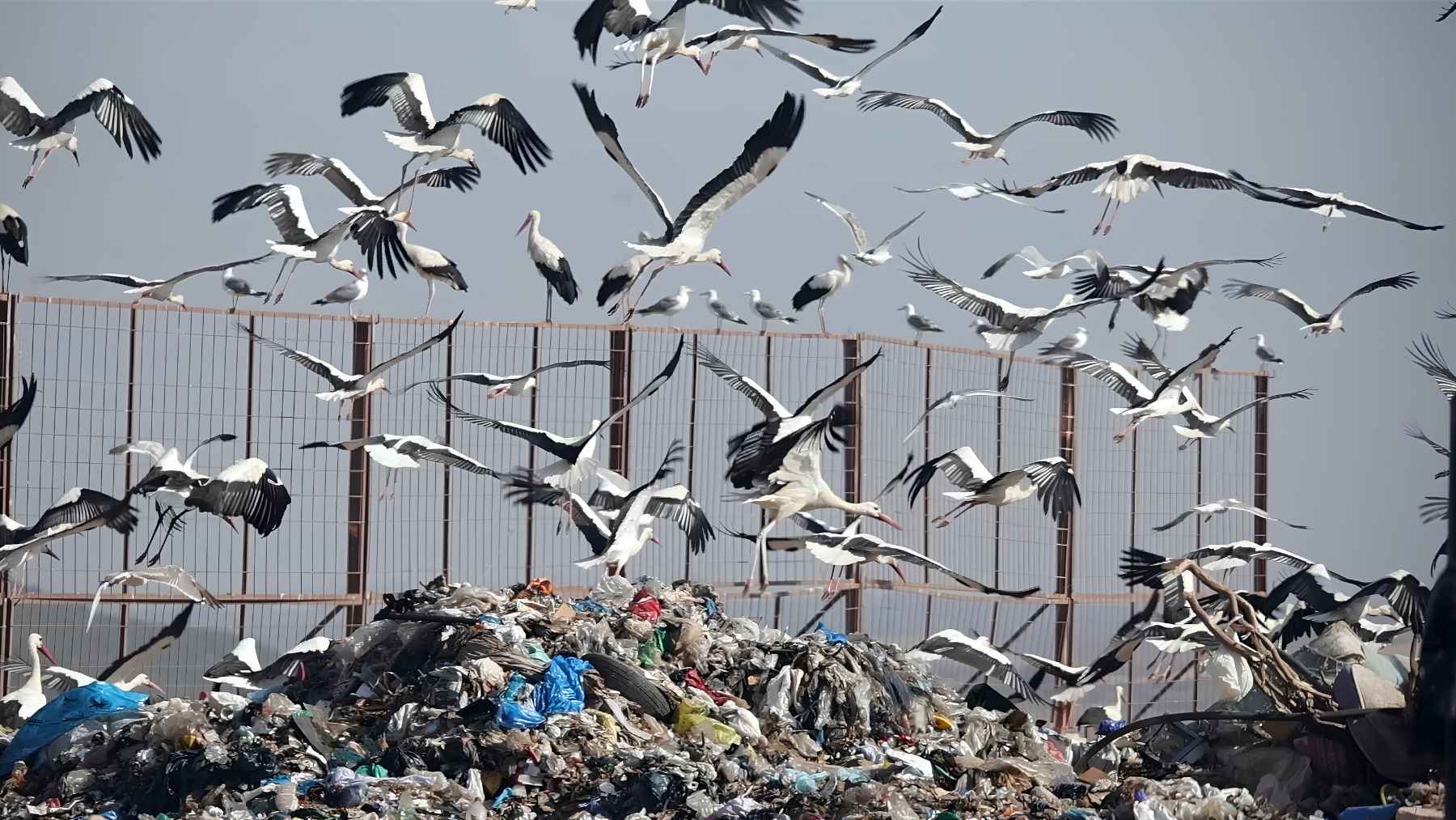 A stork swallowed 150 rubber bands and ended up in Doñana, a brutal example of how small everyday trash can become a death sentence for wildlife 1 White storks flying over a landfill full of plastic waste, illustrating how birds interact with garbage and spread pollution.